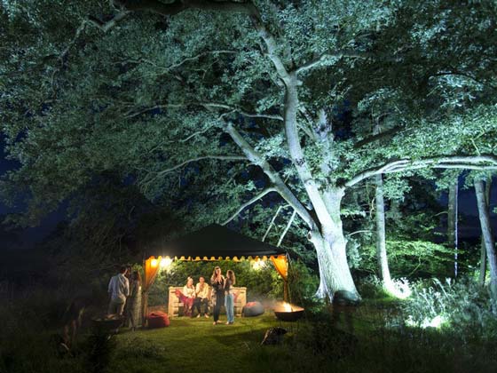 A Powerful LED Uplighter Illuminating a Large Tree